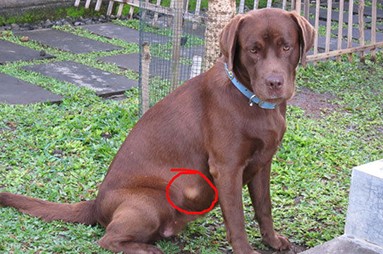 Tumor op de buik bij uw hond