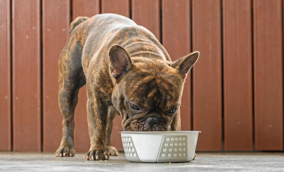 Wat mag een Franse bulldog niet eten
