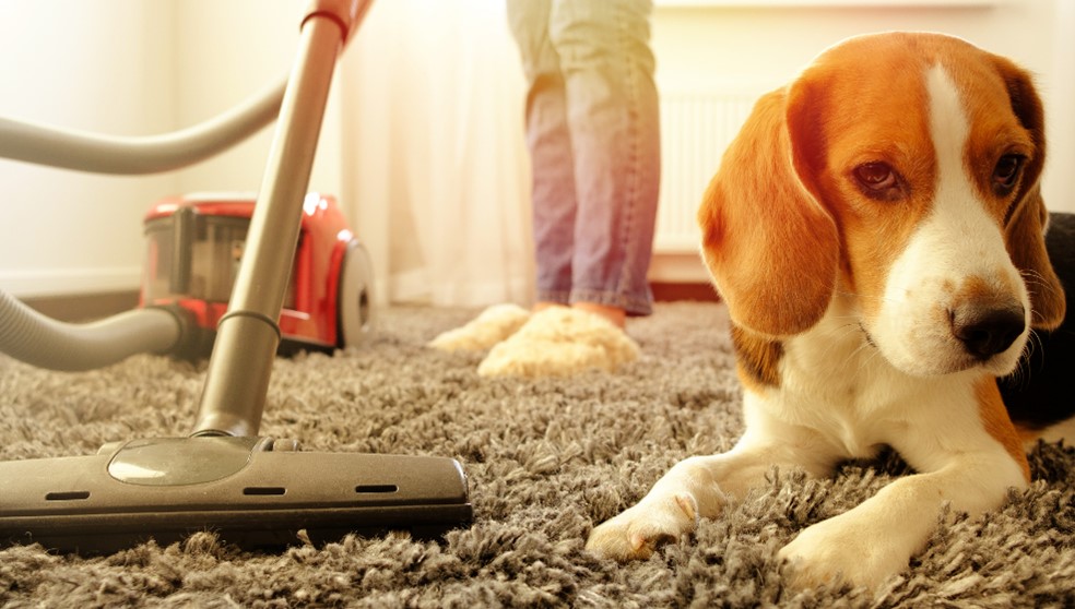 Hond laten wennen aan de stofzuiger: zo doe je dat?
