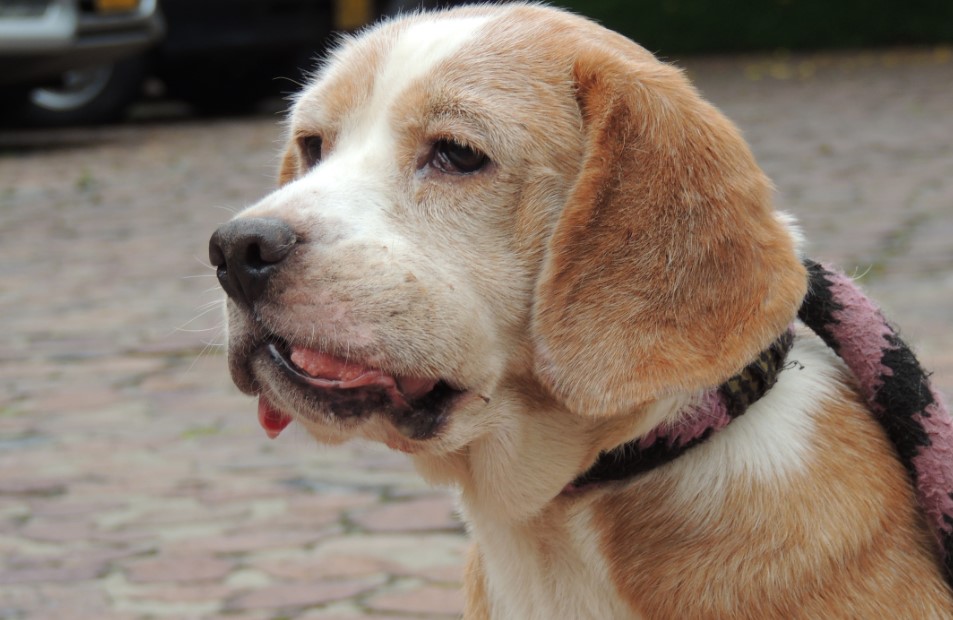 Kanker bij honden: soorten, symptomen en behandeling