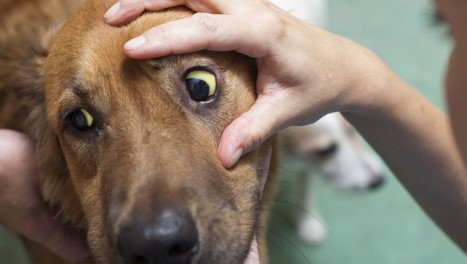 Leverproblemen bij honden: Oorzaken, Symptomen, Diagnose en Behandeling