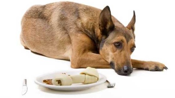 Maagproblemen Hond: Oorzaken, Symptomen en Behandeling