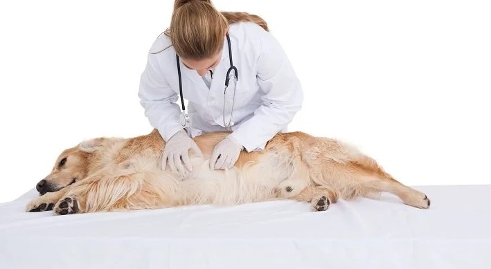 maagzweer bij honden