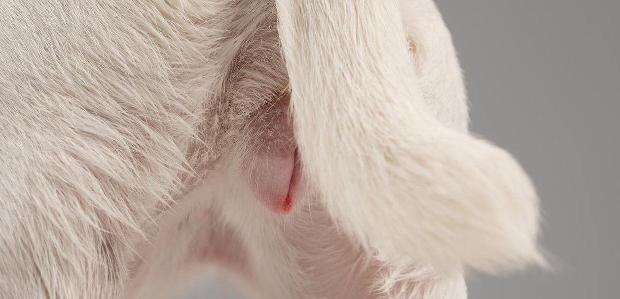 ontstoken vulva bij honden