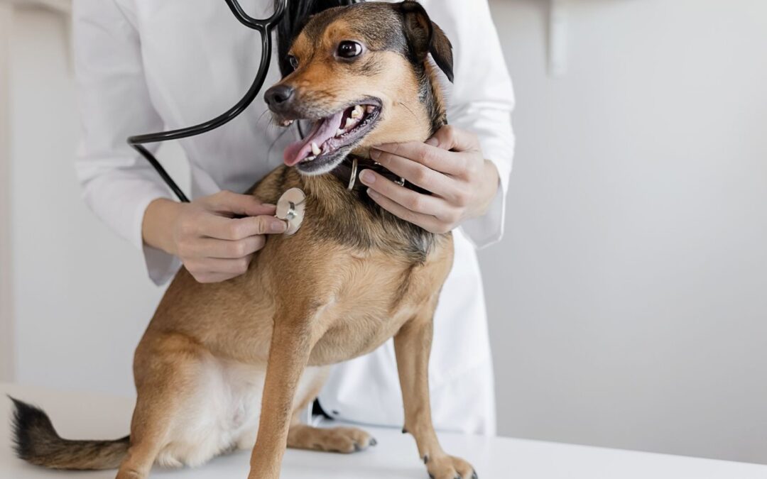 Vaginitis bij honden: Oorzaken, Symptomen en Behandeling