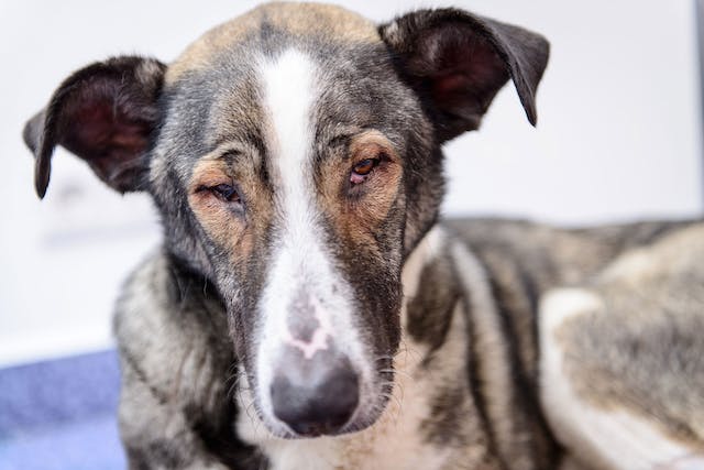 Bloeding Van Het Netvlies In Het Oog Bij Honden Uitgelaten Hond